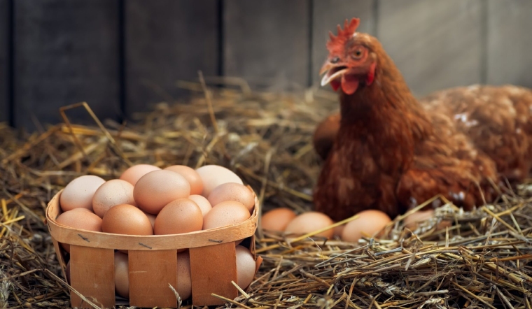 Nhà cung cấp gia cầm và trứng